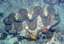 Image of Giant Clam