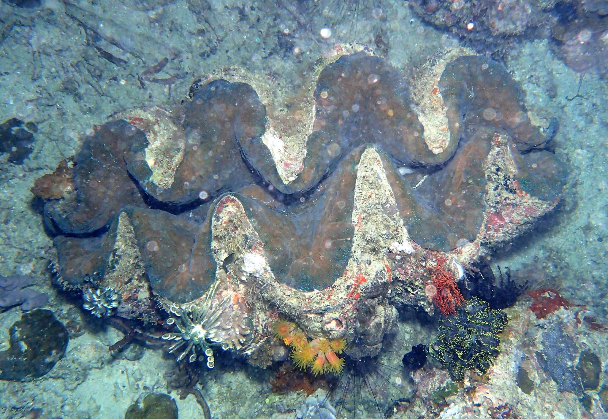 Sivun Tridacna gigas (Linnaeus 1758) kuva