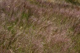 Image of Colonial bent(grass)