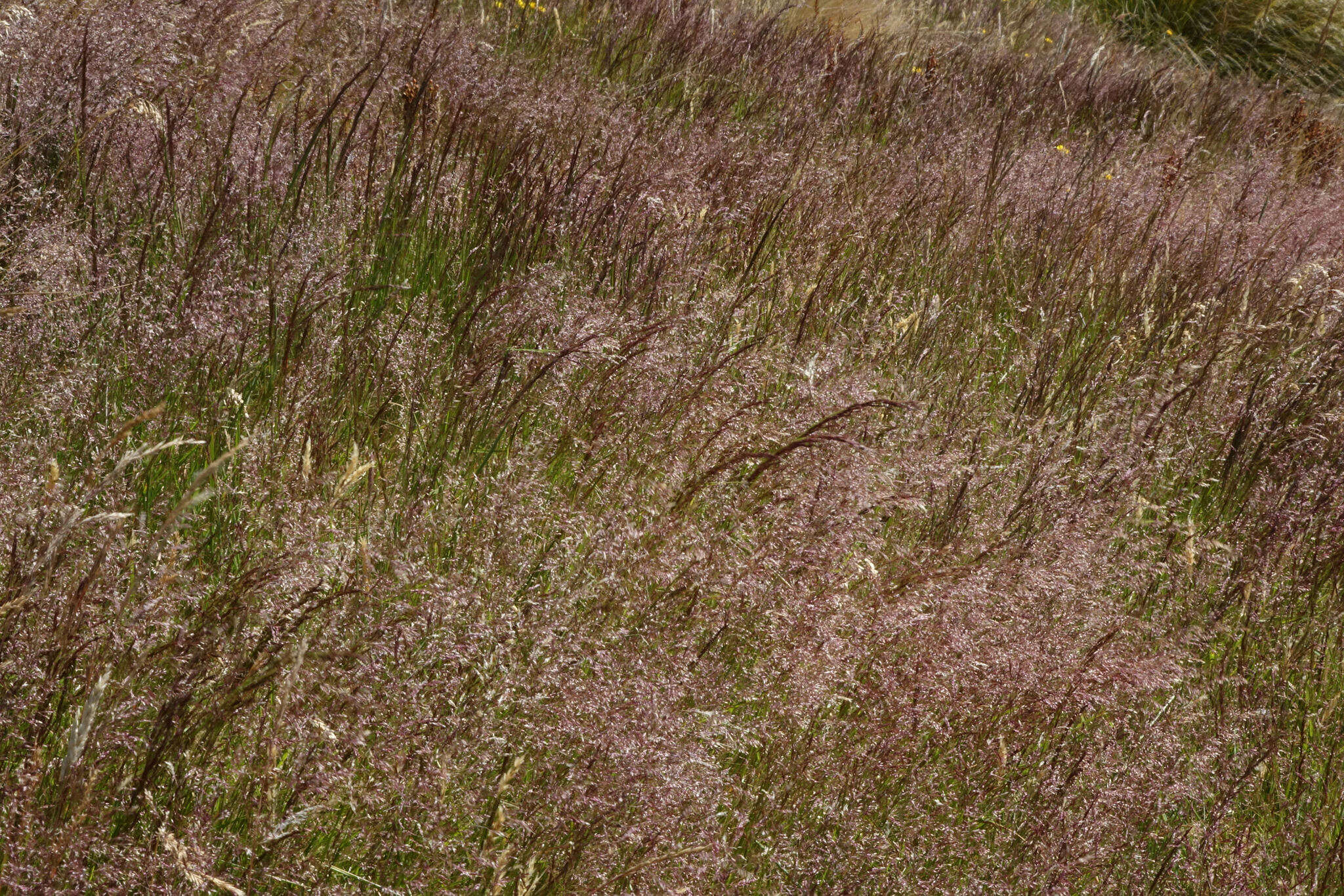 Image of Colonial bent(grass)