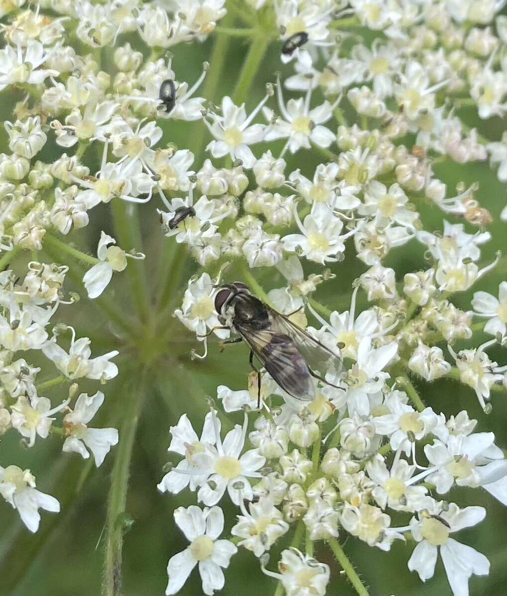 Image of Leucozona laternaria (Muller 1776)