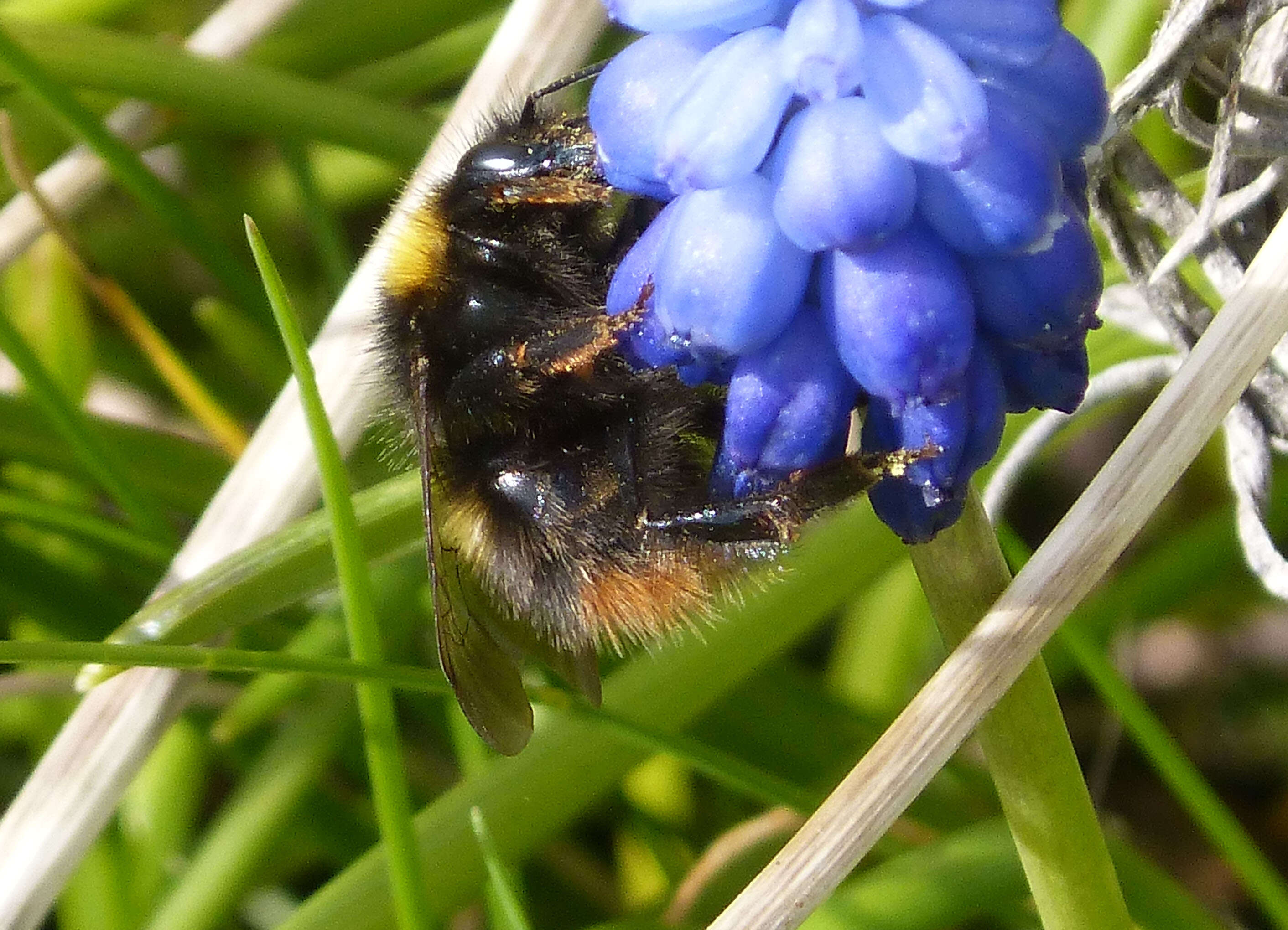 Plancia ëd Bombus pratorum (Linnaeus 1761)