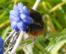 Image of Early bumblebee