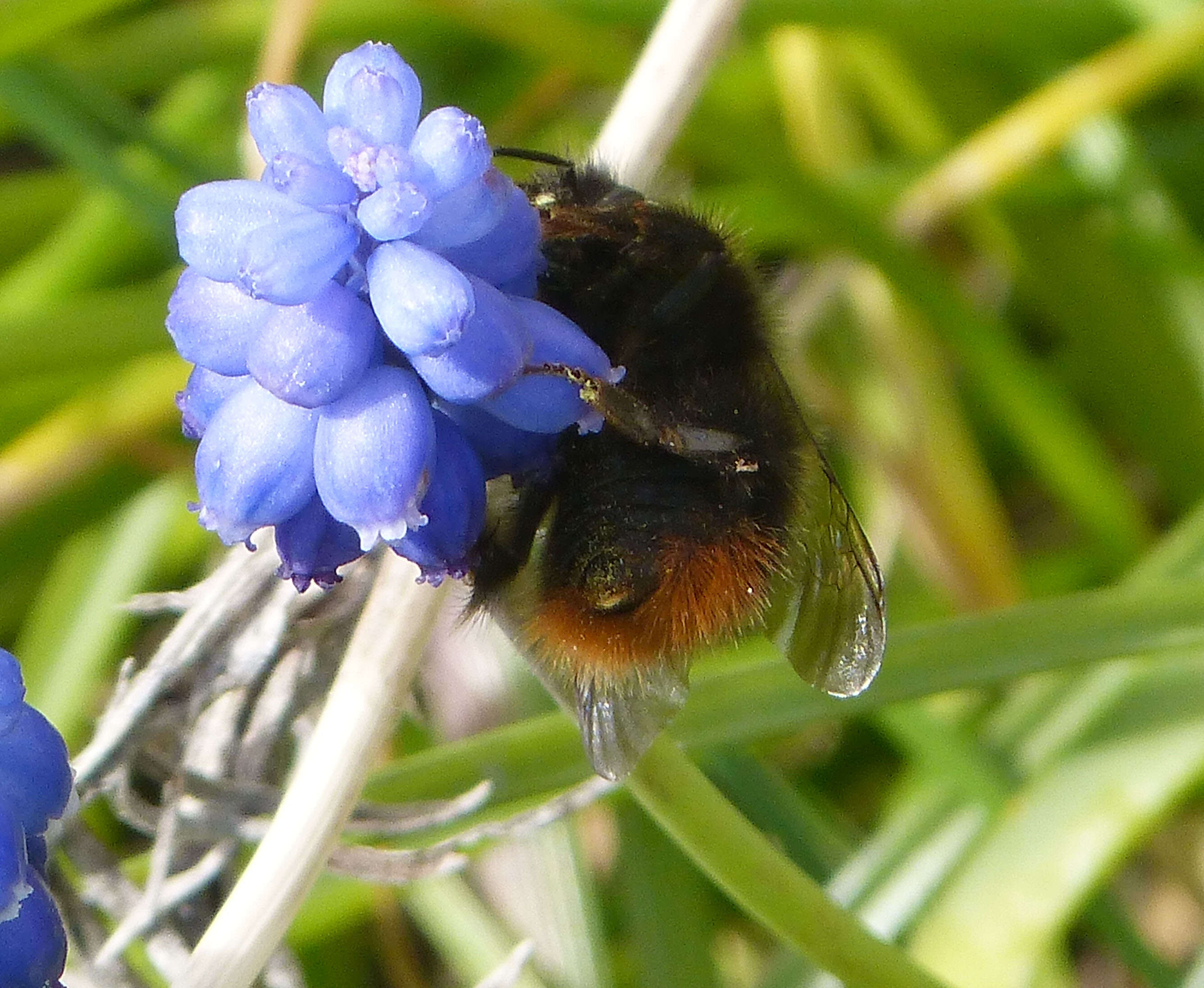 Image of Early bumblebee