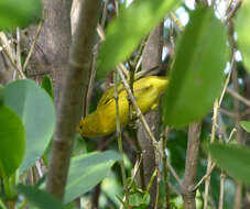 Image of Mangrove Warbler