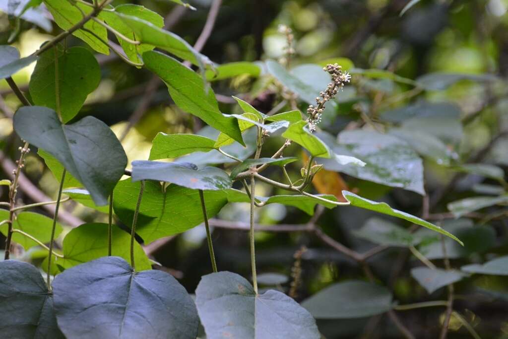 Sivun Croton francoanus Müll. Arg. kuva