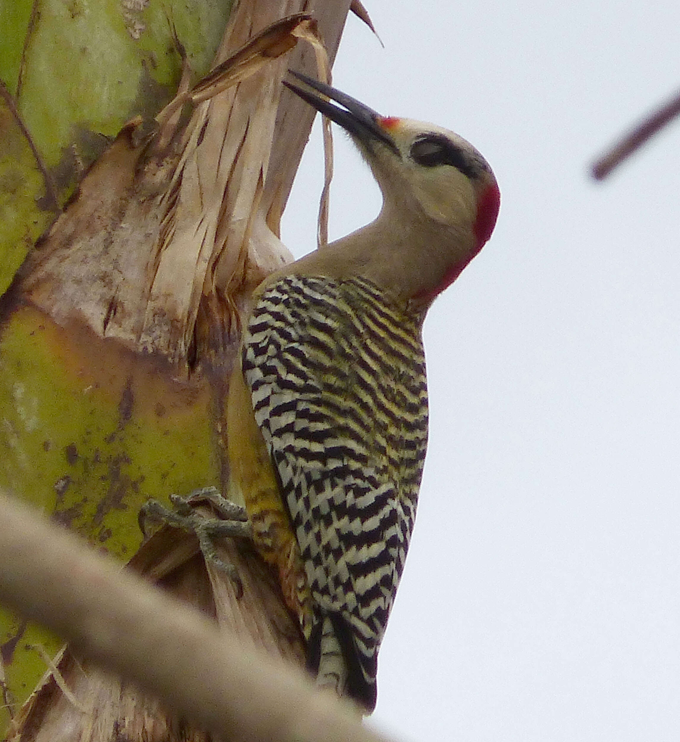 Image of West Indian Woodpecker