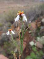 Image of Phymaspermum parvifolium (DC.) Benth. & Hook. fil.