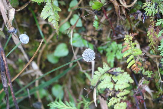 Image of Eriocaulon brownianum Mart.