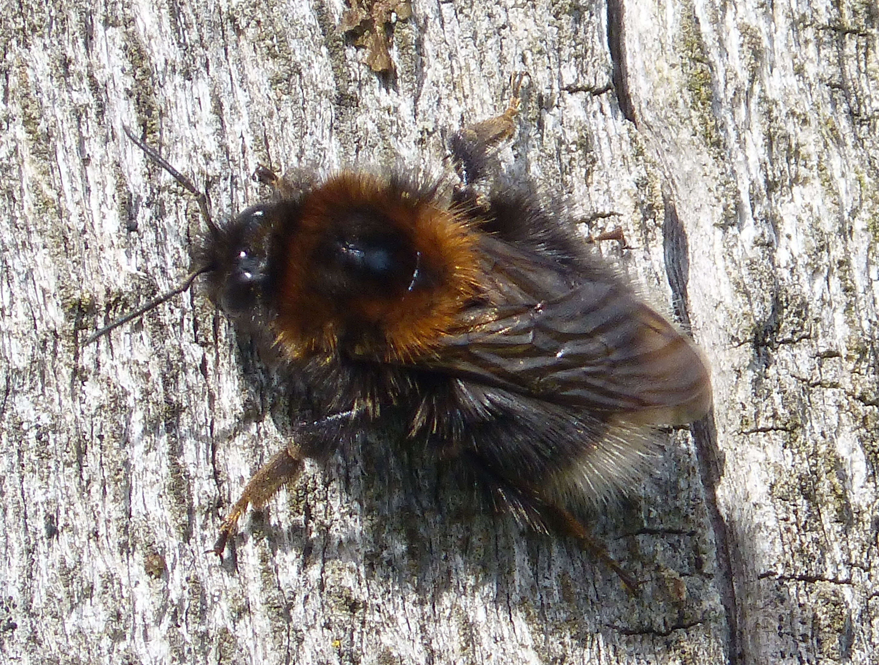 Image of Bombus hypnorum (Linnaeus 1758)