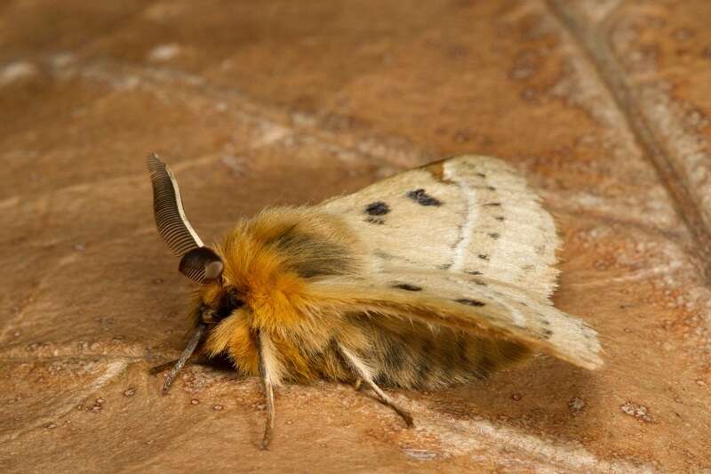 Image of Anthela ocellata (Walker 1855)