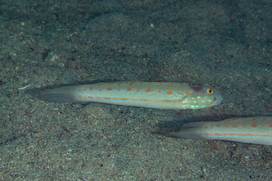 Image of Maiden goby