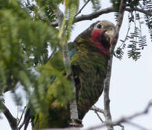 Image of Bahamas Parrot