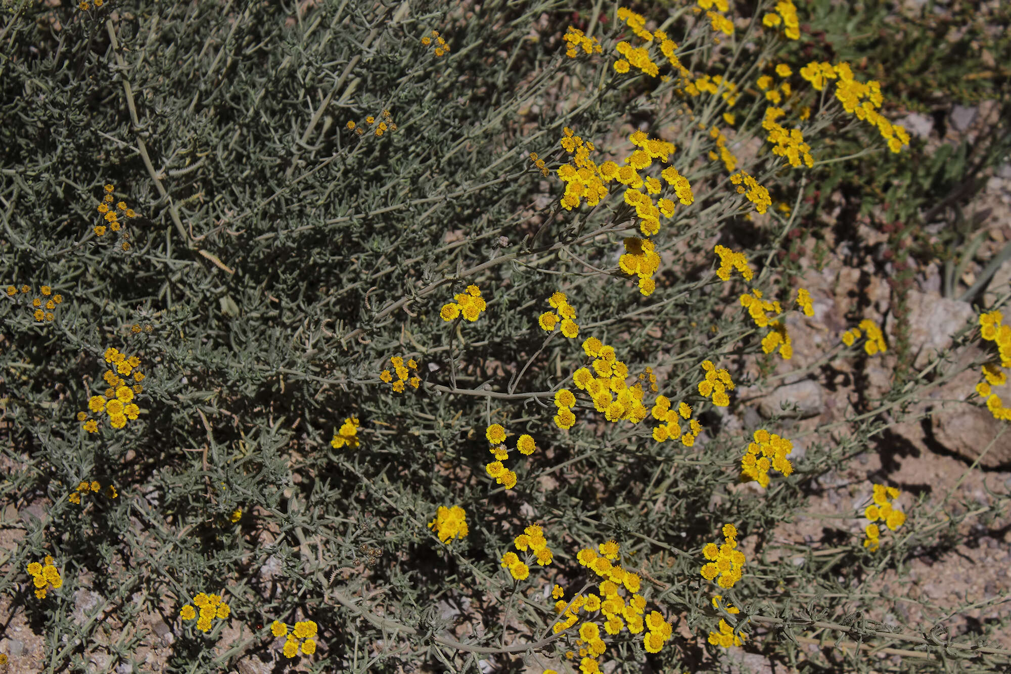 Image of Achillea vermicularis Trin.