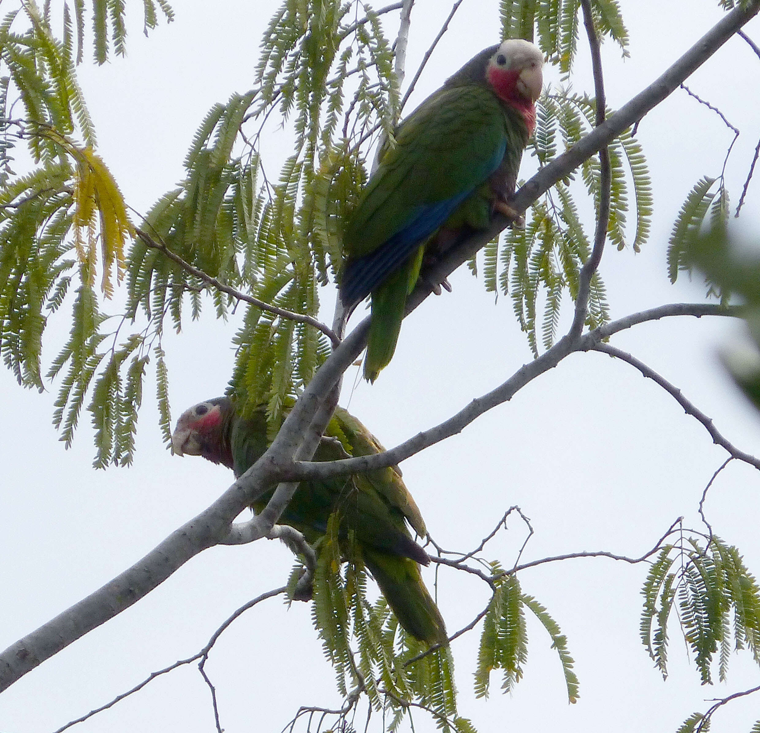 Image of Bahamas Parrot