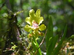 Image of Erycina crista-galli (Rchb. fil.) N. H. Williams & M. W. Chase