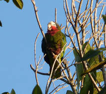 Image of Bahamas Parrot