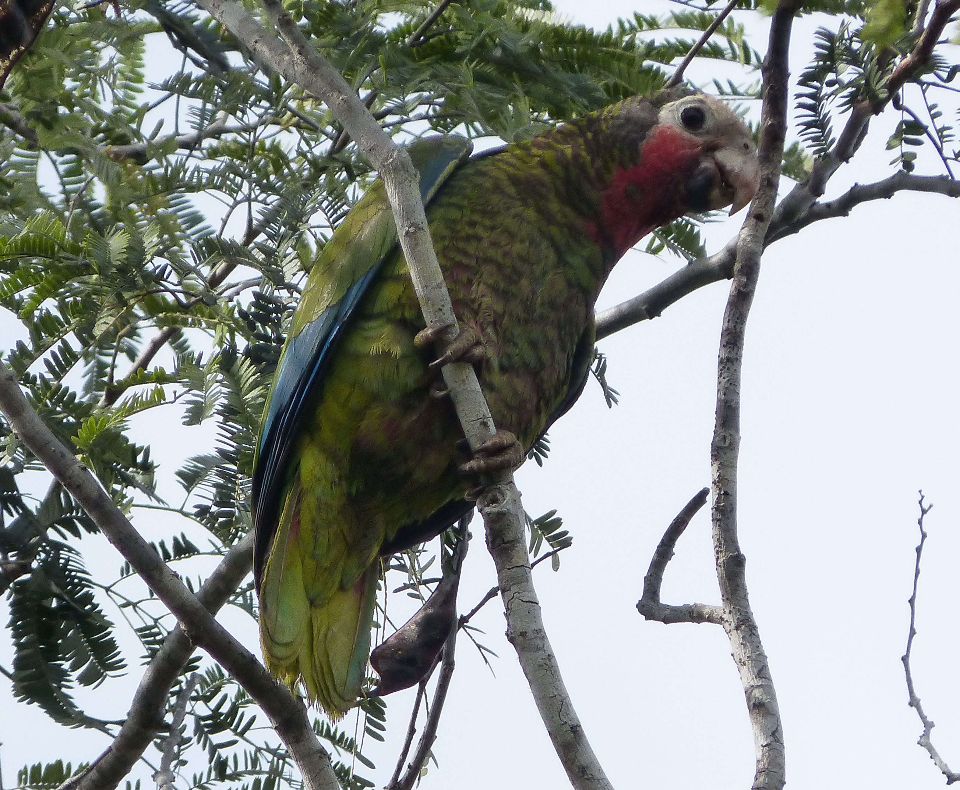 Image of Bahamas Parrot