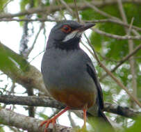 Image of Red-legged Thrush