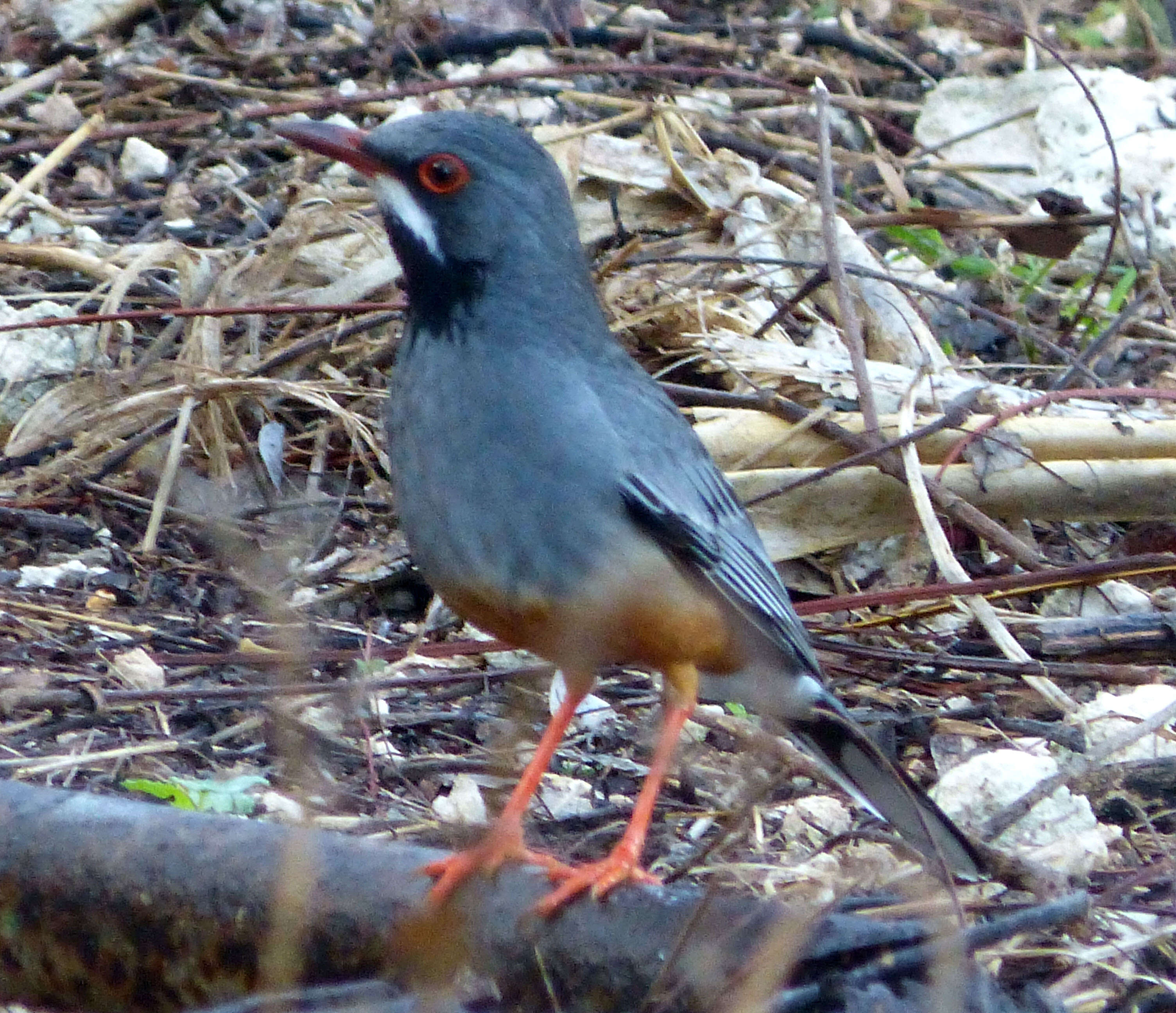 Image of Red-legged Thrush