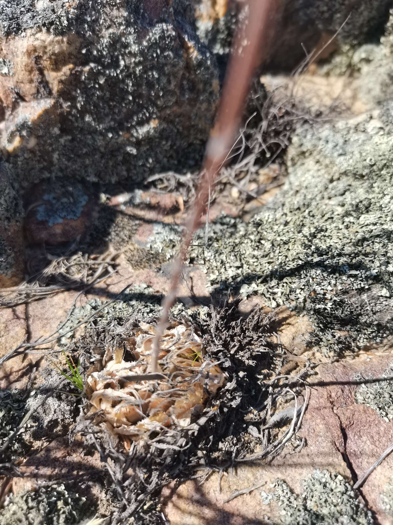 Image of Cederberg haworthia