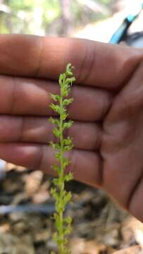 Imagem de Platanthera colemanii (Rand. Morgan & Glic.) R. M. Bateman