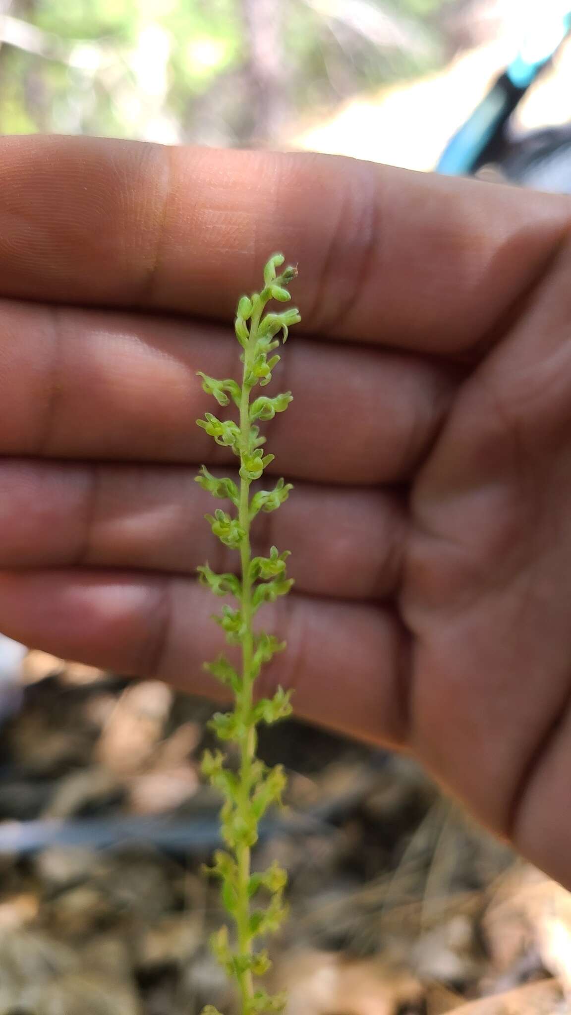 Sivun Platanthera colemanii (Rand. Morgan & Glic.) R. M. Bateman kuva