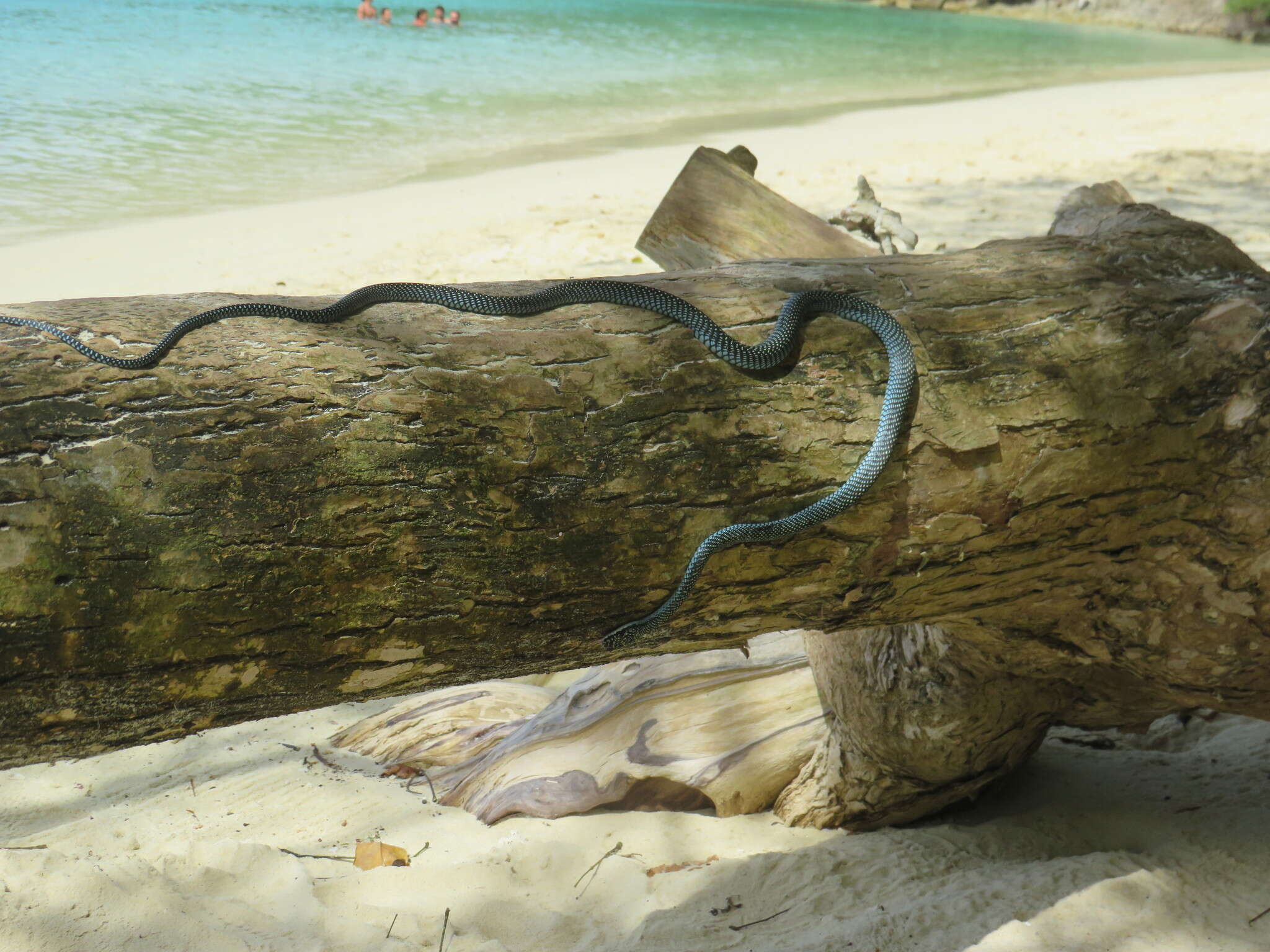 Image of Ornate Flying Snake