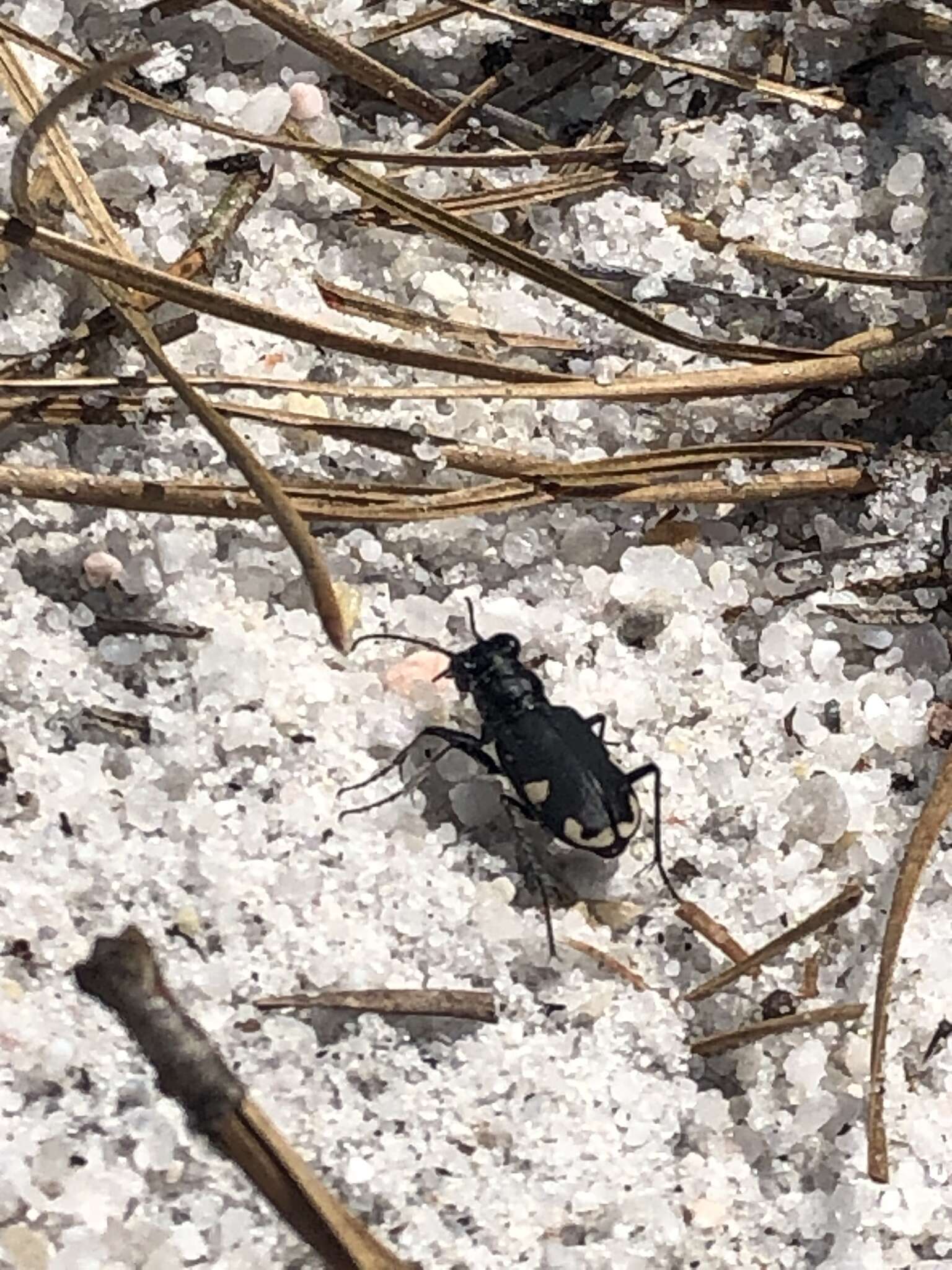 Image of Cicindela (Cicindela) scutellaris rugifrons Dejean 1825