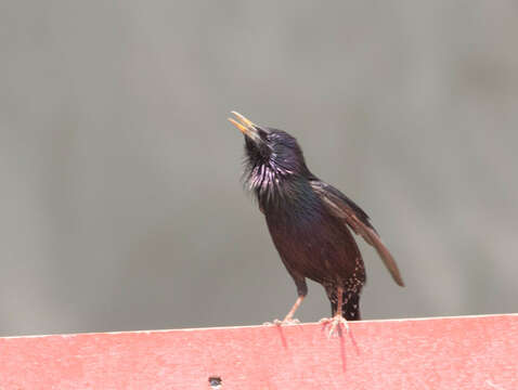 Sivun Sturnus vulgaris tauricus Buturlin 1904 kuva