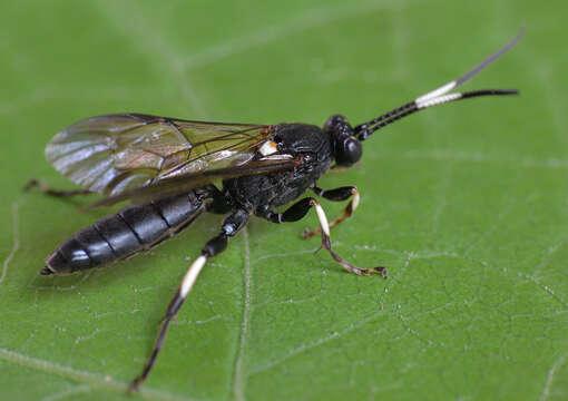 Image of Eupalamus oscillator Wesmael 1845