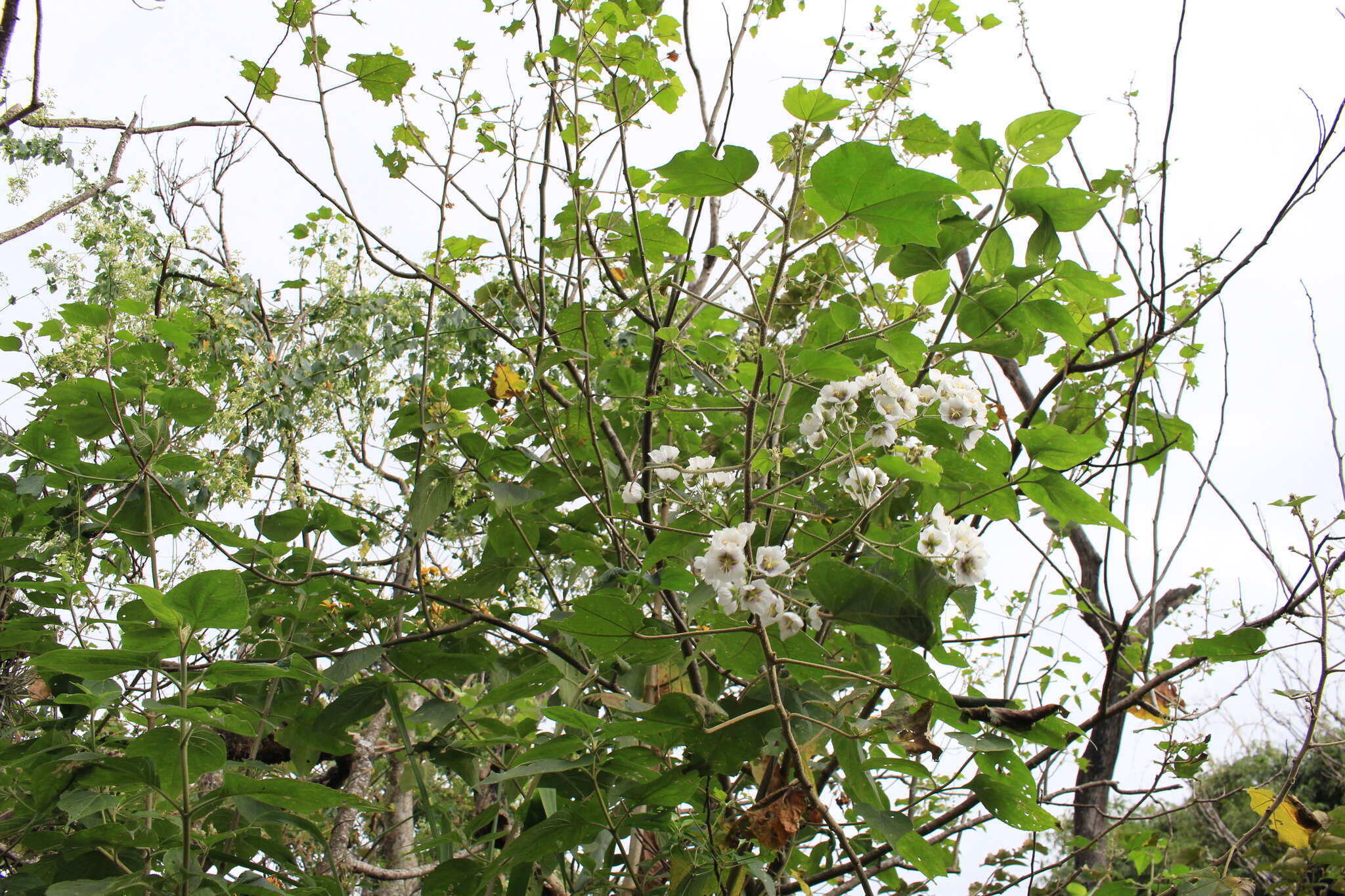 Image of Robinsonella lindeniana (Turcz.) Rose & E. G. Baker