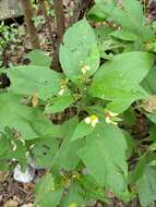 Image of Greenmaniella resinosa (S. Wats.) Sharp