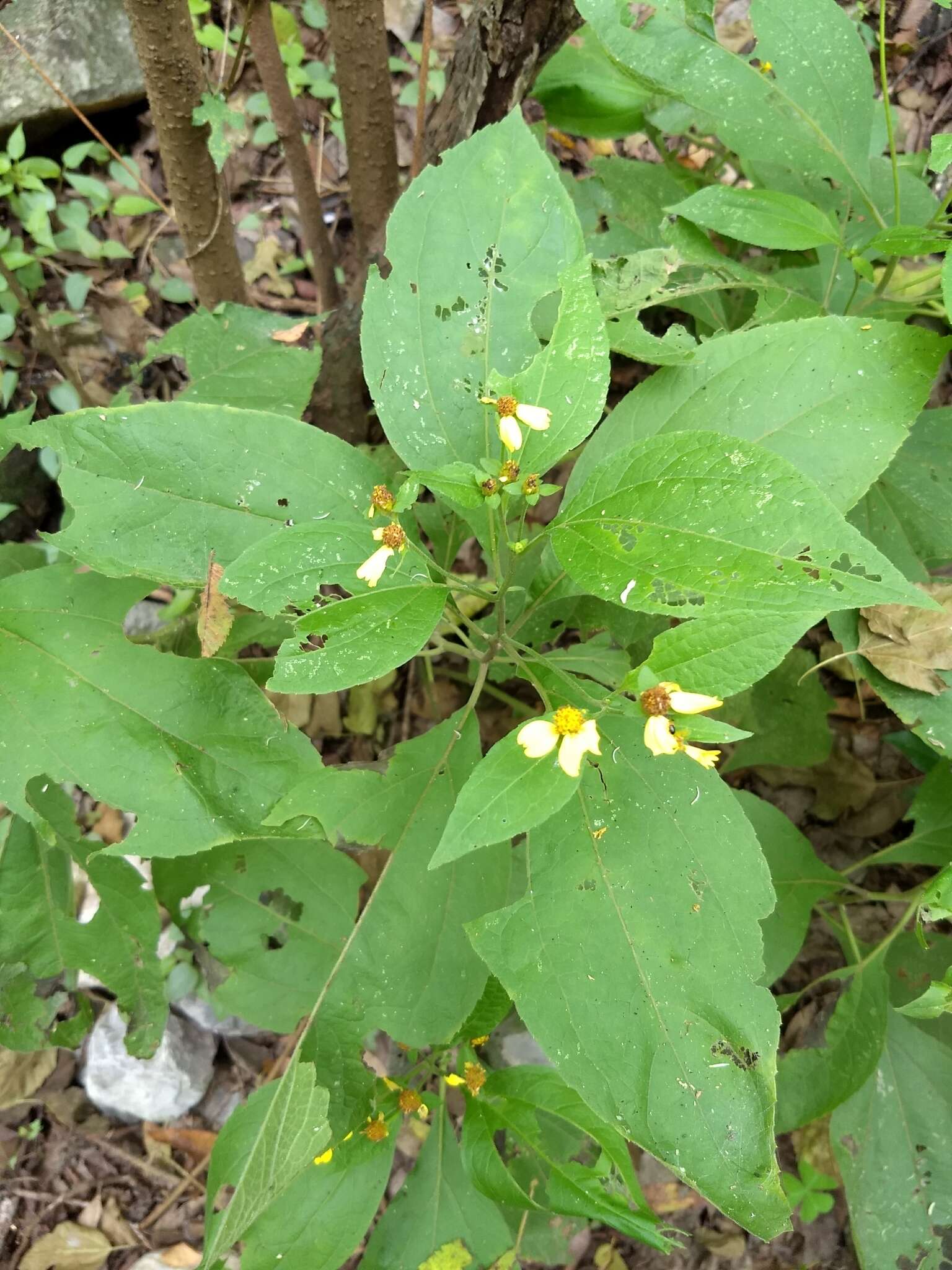 Image de Greenmaniella resinosa (S. Wats.) Sharp