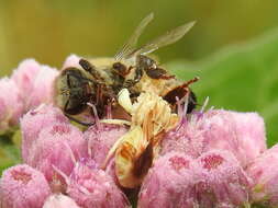 Image de Phymata fasciata (Gray 1832)