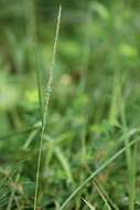 Image of smut grass