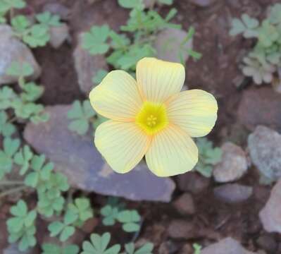 Image of Oxalis obtusa Jacq.