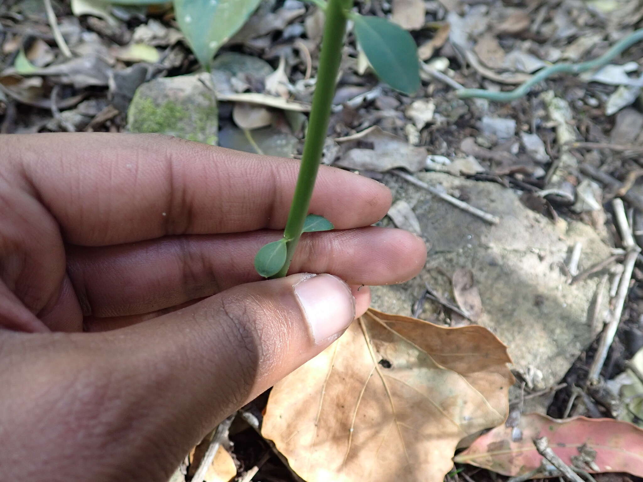 Image of Rhoiacarpos capensis (Harv.) A. DC.