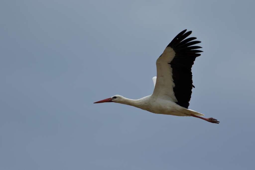 Ciconia ciconia ciconia (Linnaeus 1758) resmi