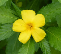 Imagem de Turnera ulmifolia L.