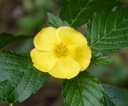 Imagem de Turnera ulmifolia L.