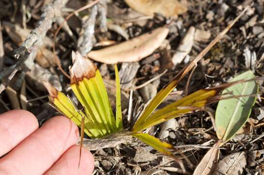 Image of Chinese windmill palm