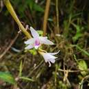 Dendrobium metrium Kraenzl. resmi