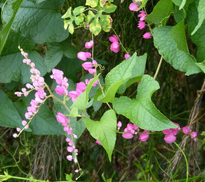 Image of antigonon