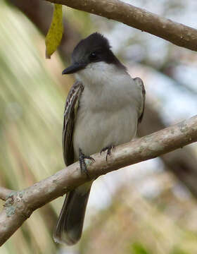 Image of Loggerhead Kingbird