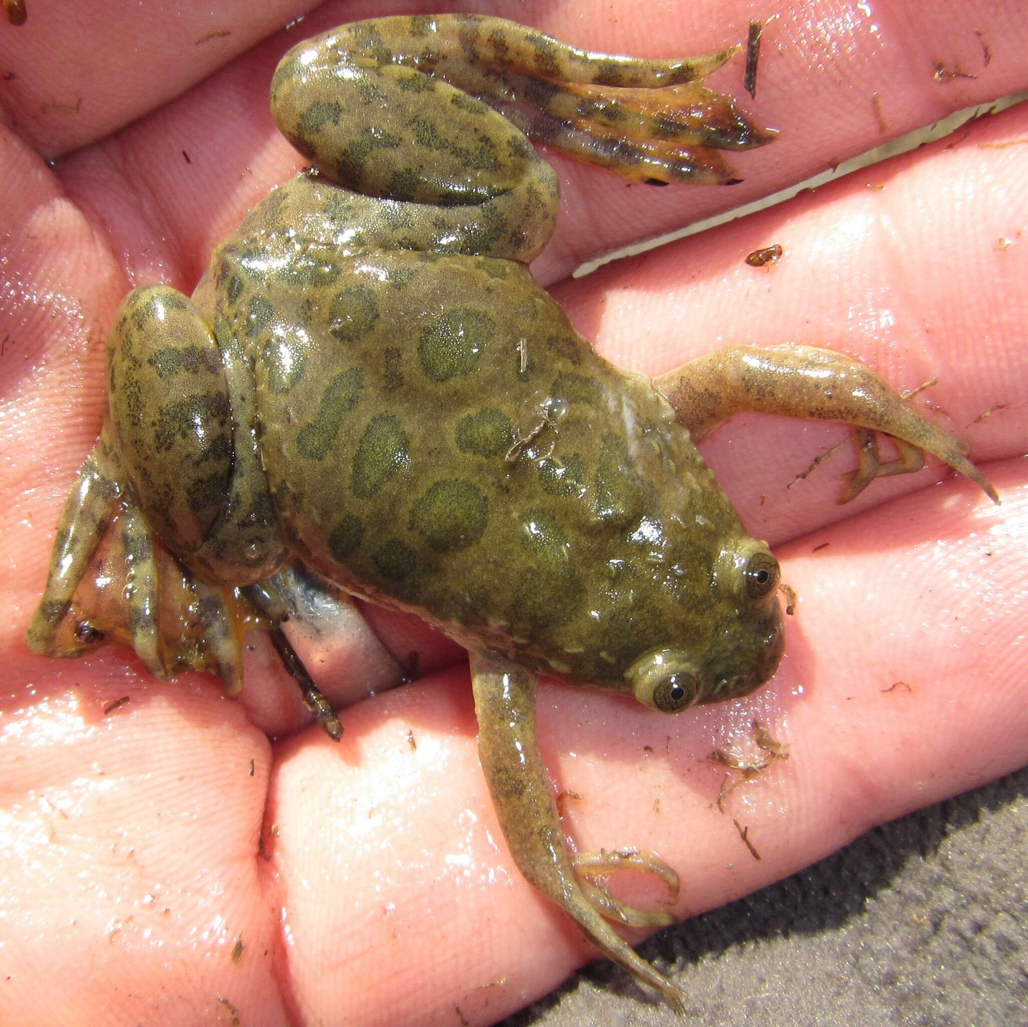 Xenopus muelleri (Peters 1844) resmi