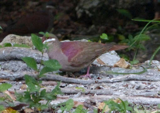 Image of Key West Quail-Dove