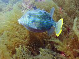 Image of Shaw&#39;s cowfish