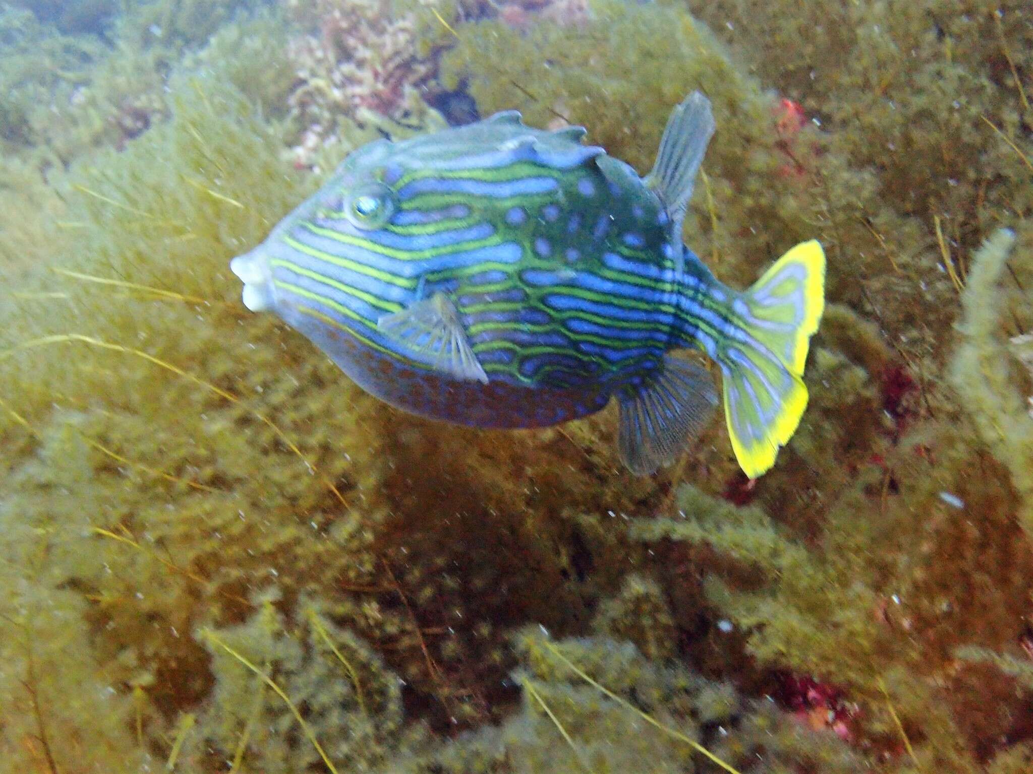 Image of Shaw&#39;s cowfish