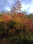 Image of staghorn sumac